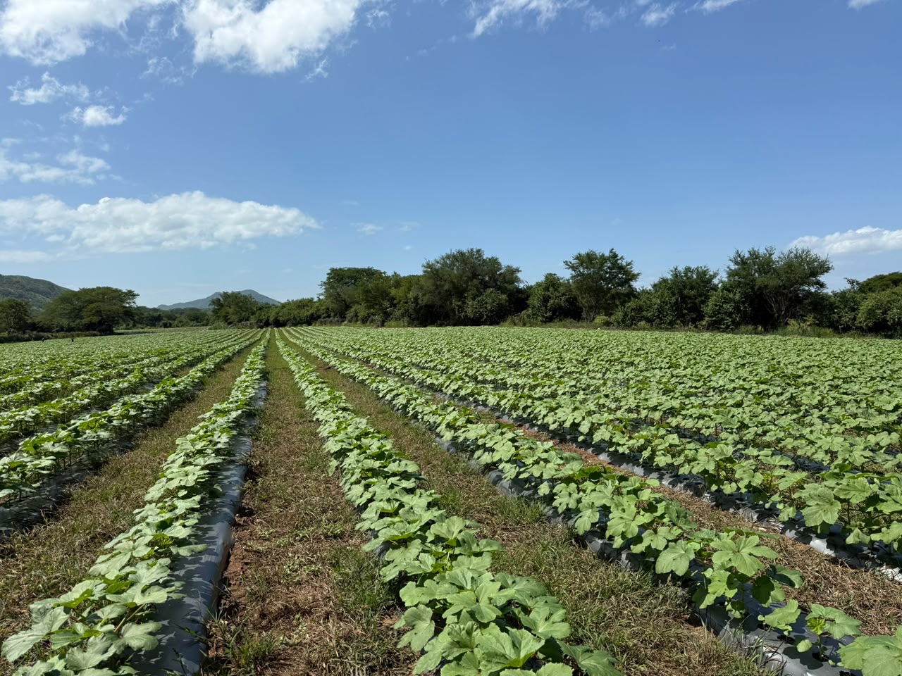 Okra Americana