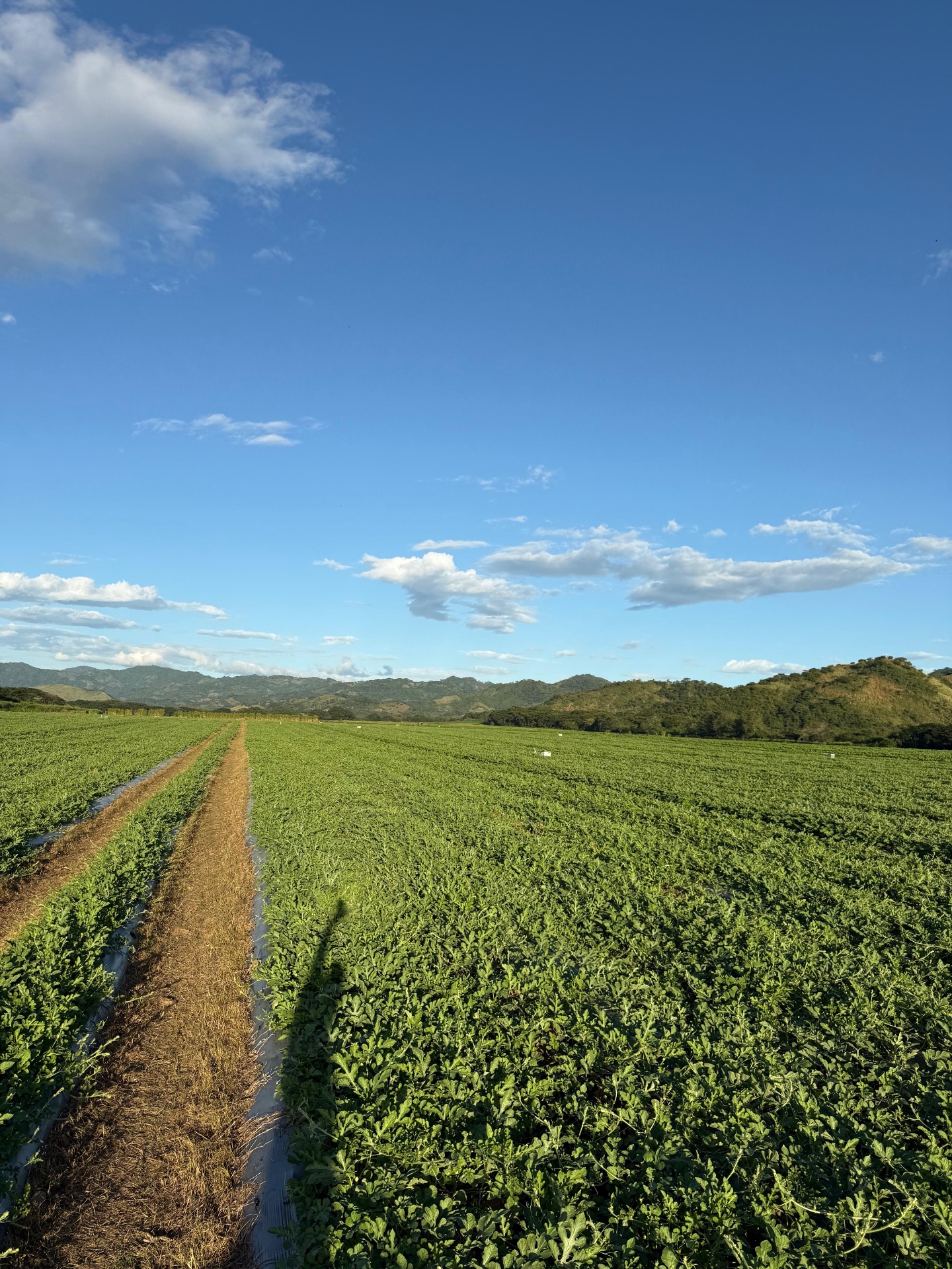 Campo de cultivo de CUDESUR al amanecer en Choluteca, Honduras